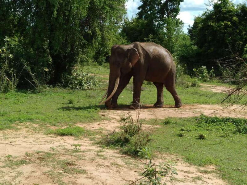 From Mirissa/ Weligama : Udawalawe Safari - Day Trip - A Deep Dive into the Udawalawe Safari Experience