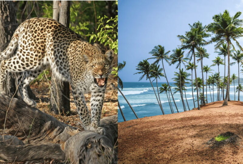 From Mirissa: Yala Day Trip with Free Entrance and Food - Final Thoughts: Is This Tour Right for You?