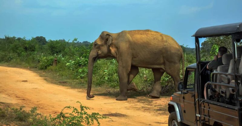 From Mirissa: Yala National Park Safari With Hotel Pickup - Good To Know