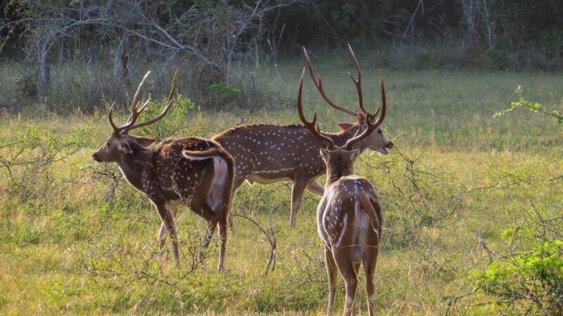 From Mirissa: Yala National Park Safari With Hotel Pickup - Inclusions