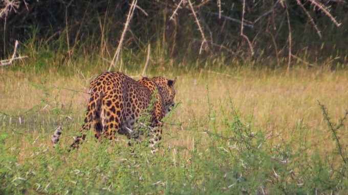 From Mirissa: Yala National Park Safari With Hotel Pickup - Frequently Asked Questions