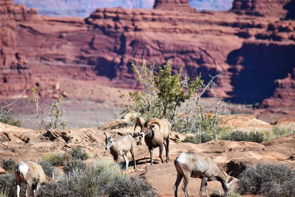 From Moab: Full-Day Canyonlands and Arches 4x4 Driving Tour - Traversing the Shafer Trail