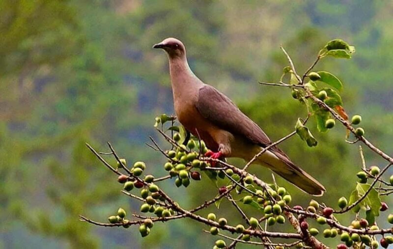 From Montego Bay/Falmouth: Coffee Farm Blue Mountain Hike - What’s Included and Practical Details