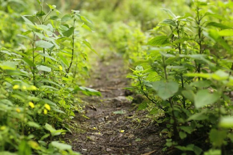 From Montego Bay/Falmouth: Coffee Farm Blue Mountain Hike - FAQ