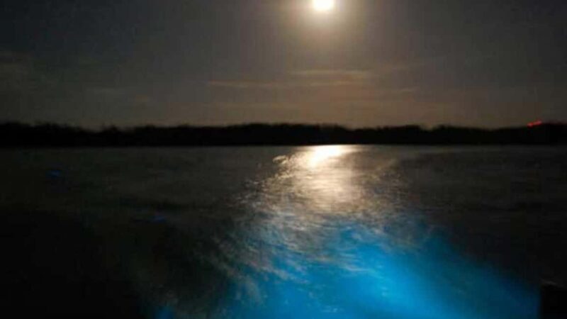From Montego Bay: Luminous Lagoon Nighttime Boat Tour - What to Expect from the Luminous Lagoon Night Tour