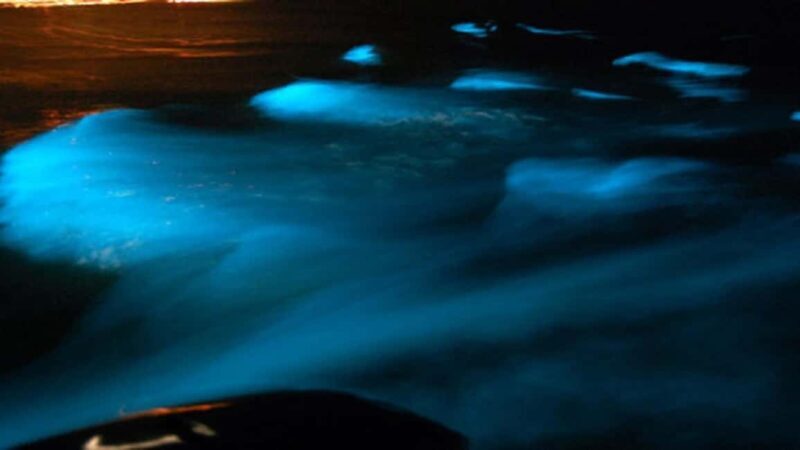 From Montego Bay: Luminous Lagoon Nighttime Boat Tour - Authenticity and Usefulness of the Tour