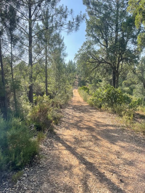 From Montemor or Évora: Guided Hike to Almendres Megalithic - Key Points