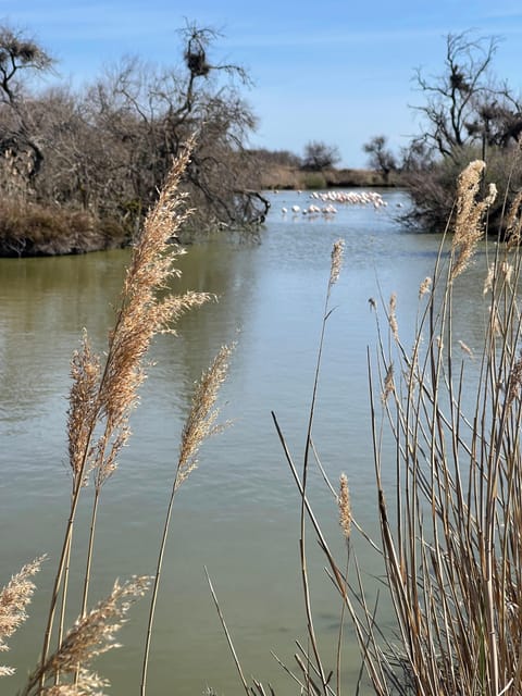 From Montpellier: Camargue and Salt Marshes Guided Tour - Frequently Asked Questions