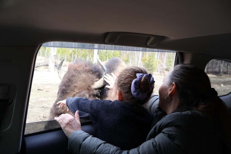 From Montreal: Omega Park Wildlife Safari Calling Sounds - What Does the Tour Cover?