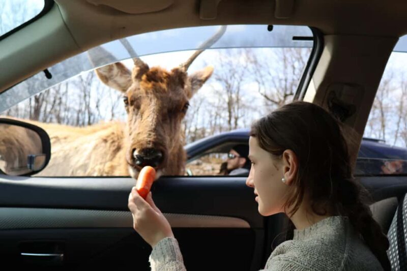 From Montreal: Omega Park Wildlife Safari Calling Sounds - Ethical Feeding and Close Encounters