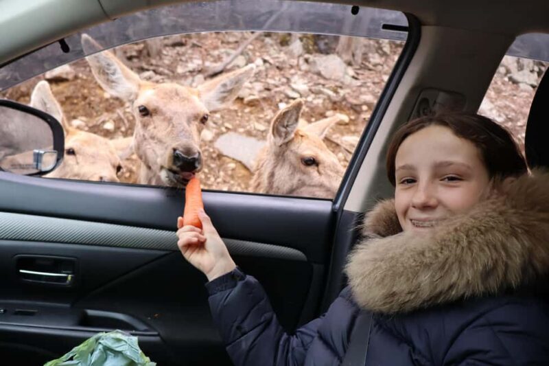 From Montreal: Omega Park Wildlife Safari Calling Sounds - What You’ll Learn from Your Guide