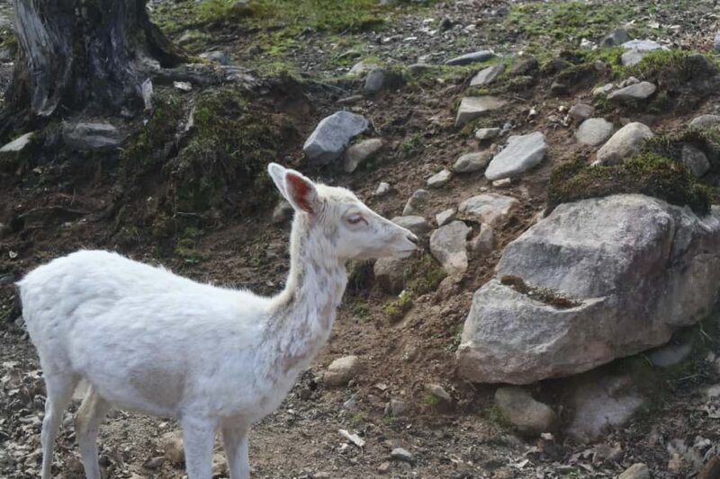 From Montreal: Omega Park Wildlife Safari Calling Sounds - Price and Value