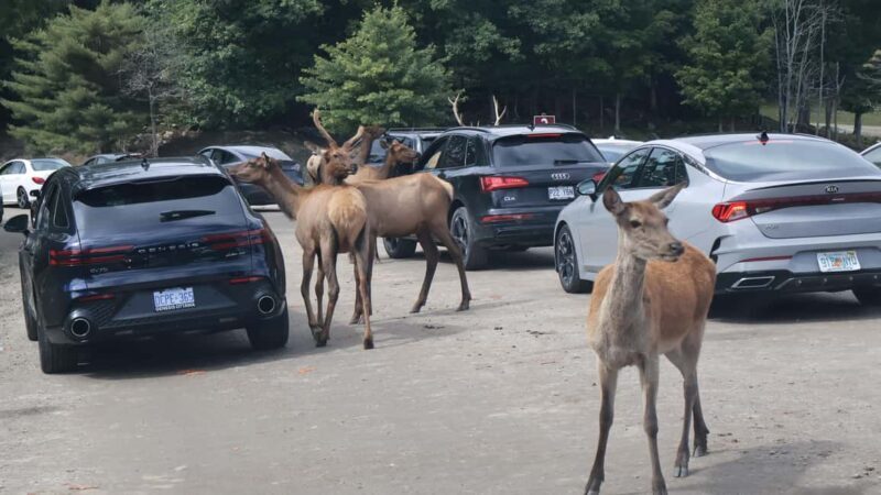 From Montreal: Omega Park Wildlife Safari Calling Sounds - Who Will Love This Tour?