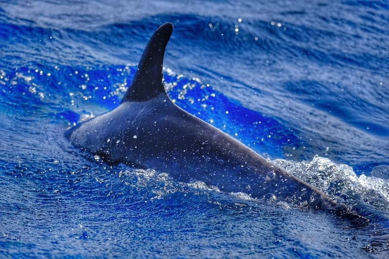 From Morro Jable: Dolphin and Whale Watching and Snorkelling - Key Points