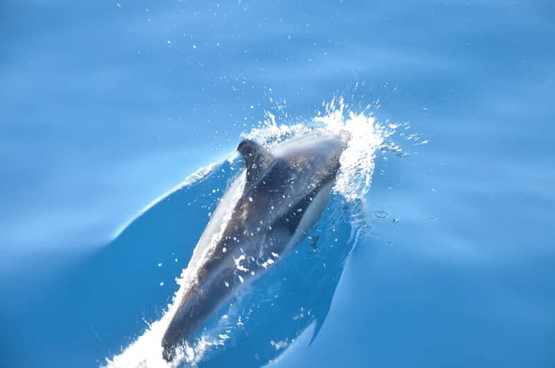 From Morro Jable: Dolphin and Whale Watching and Snorkelling - An In-Depth Look at the Experience