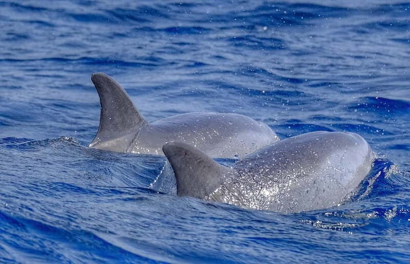 From Morro Jable: Dolphin and Whale Watching and Snorkelling - Analyzing the Value for Money