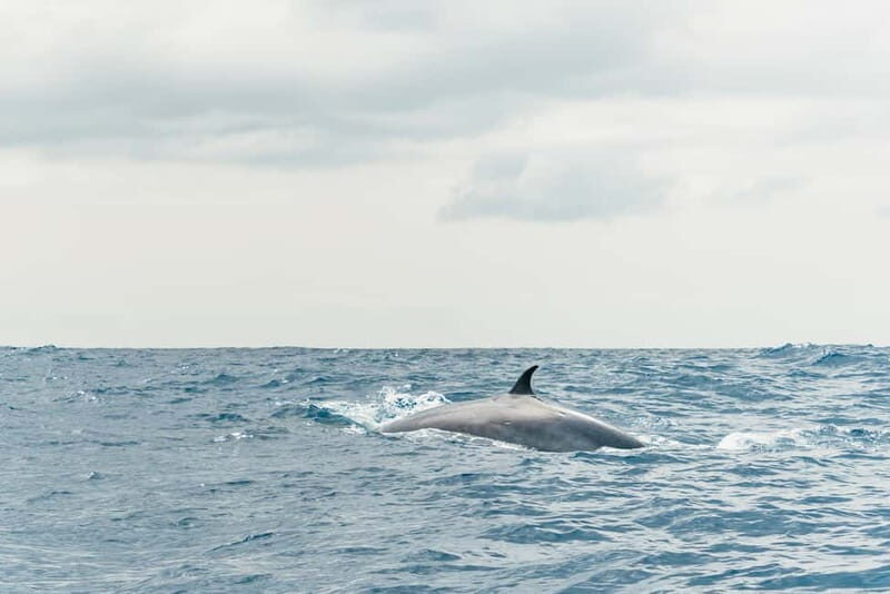 From Morro Jable: Dolphin and Whale Watching and Snorkelling - Final Thoughts
