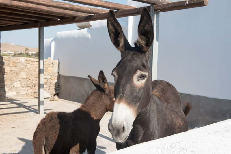 From Mykonos: Ano Mera Farm Tour - Key Points