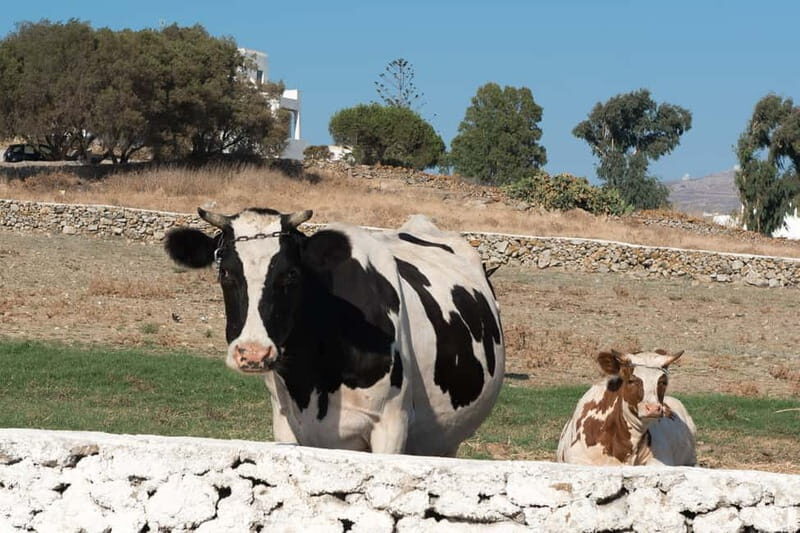 From Mykonos: Ano Mera Farm Tour - A Closer Look at the Ano Mera Farm Tour