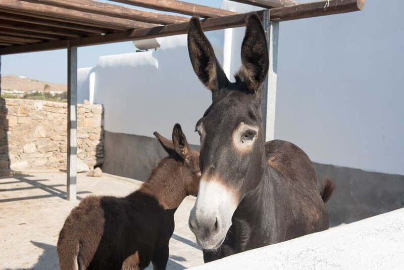From Mykonos: Ano Mera Farm Tour - Final Thoughts