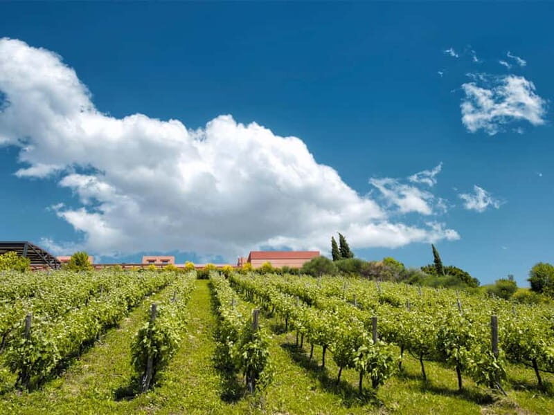 From Nafplio: Nemea, Wine Tasting Tour with Local Flavours - A Journey Through Nemea’s Vines and Valleys