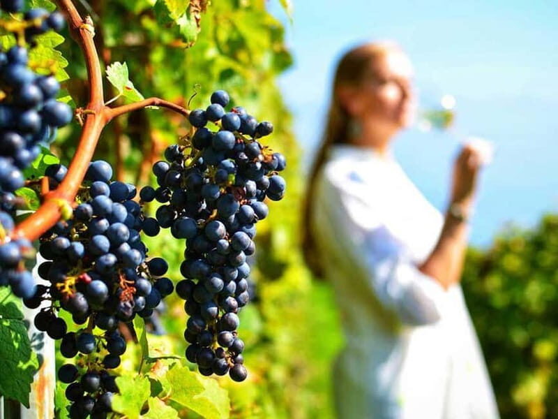 From Nafplio: Nemea, Wine Tasting Tour with Local Flavours - The Experience Provider