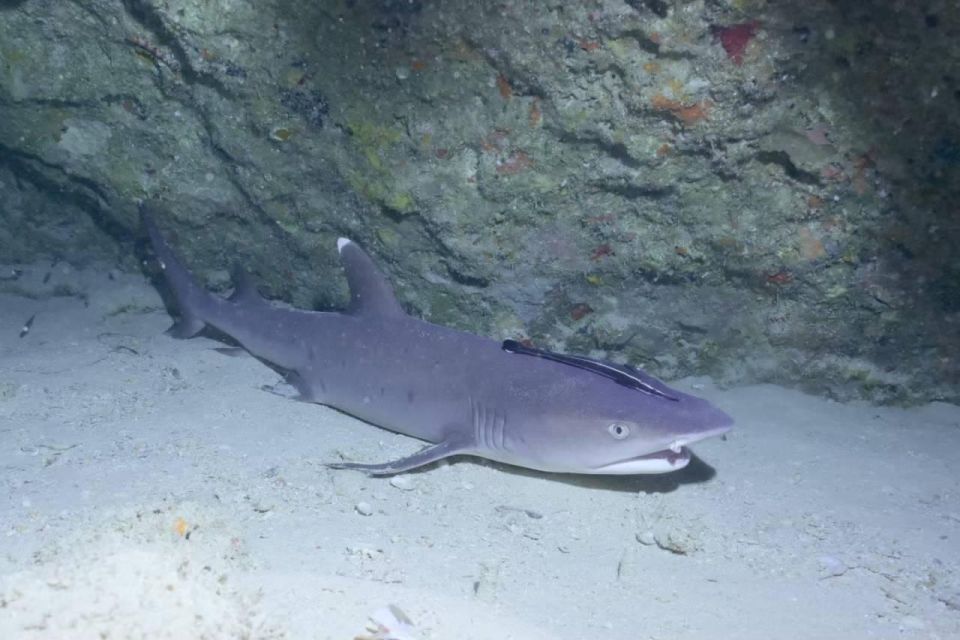 From Naha Scuba Diving Trip in Kerama (For Certified Divers) - Award-winning Dive Center SEAKERS