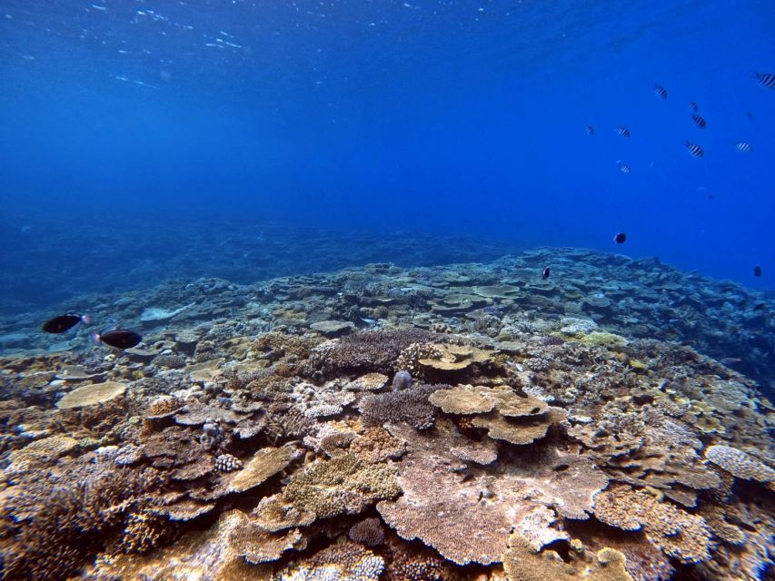 From Naha Scuba Diving Trip in Kerama (For Certified Divers) - Restrictions for Participants