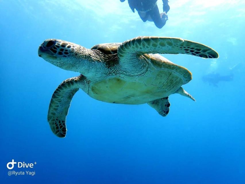 From Naha Scuba Diving Trip in Kerama (For Certified Divers) - Booking and Cancellation Policy