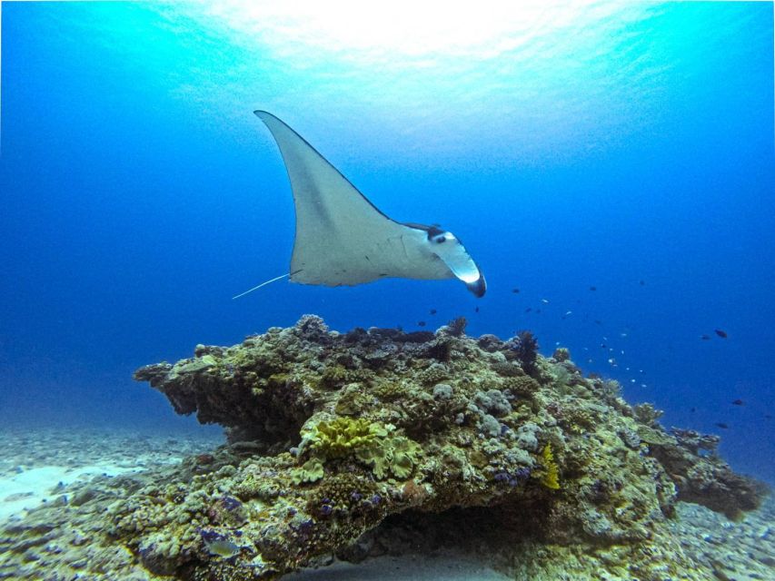 From Naha Scuba Diving Trip in Kerama (For Certified Divers) - Optional Third Dive