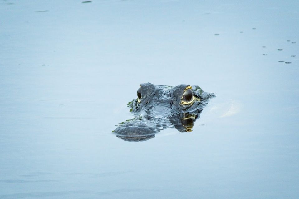 From Naples: 10,000 Islands Boat Trip and Everglades Walk - Key Points