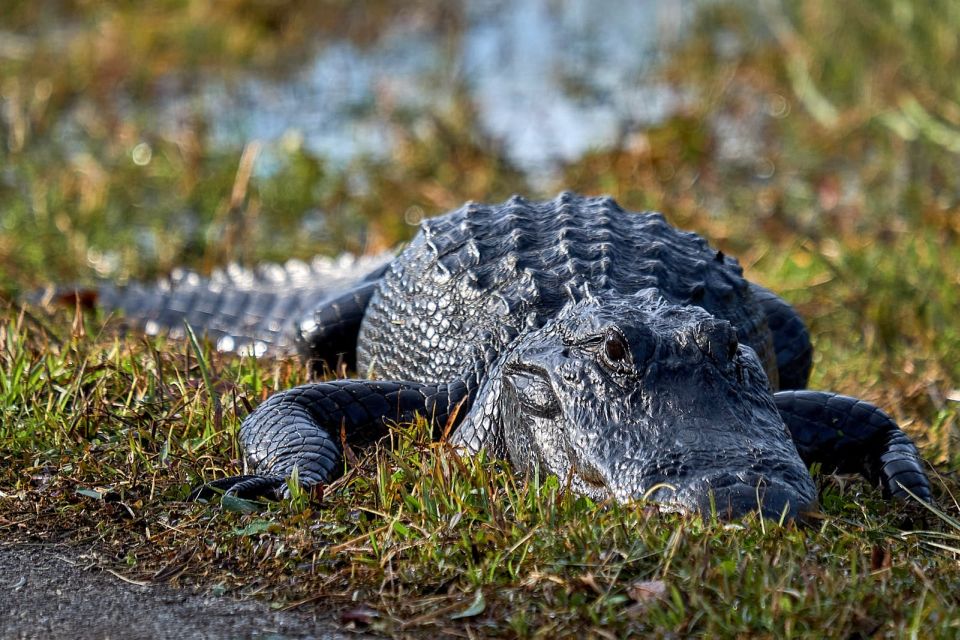 From Naples: 10,000 Islands Boat Trip and Everglades Walk - Highlights of Bird Sightings