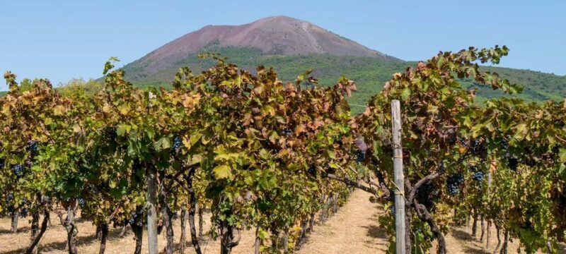 From Naples: Pompeii and Vesuvius Winery Private Tour - Scenic Drive to Mount Vesuvius and the Winery