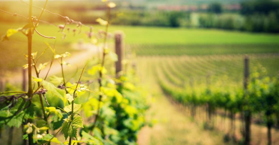 From Naples: Pompeii and Wine Tasting Tour With Lunch - Pickup Locations and Languages