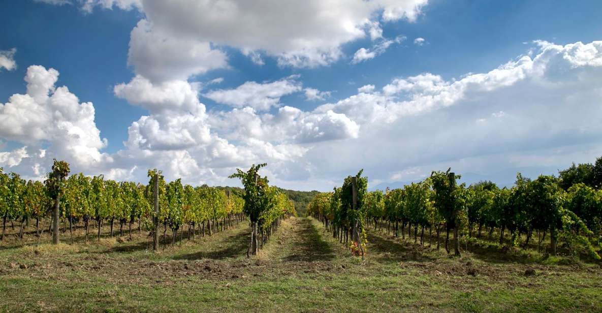 From Naples: Wine Experience and Visit of Fontanarosa - Key Points