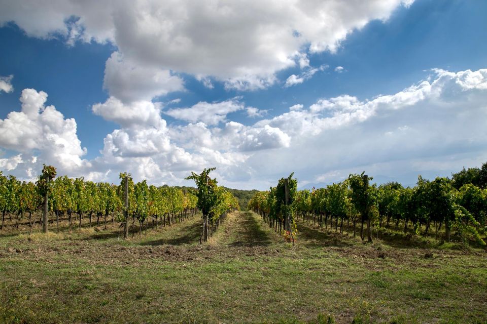 From Naples: Wine Experience and Visit of Fontanarosa - Language Options