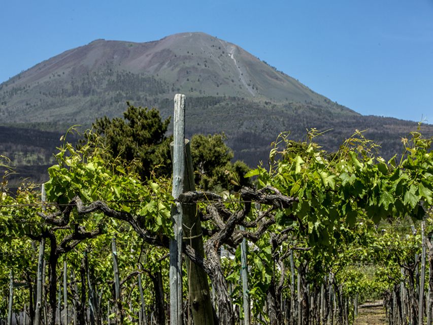 From Naples: Wine Tasting Tour on Vesuvius Slopes With Lunch - Experience Highlights
