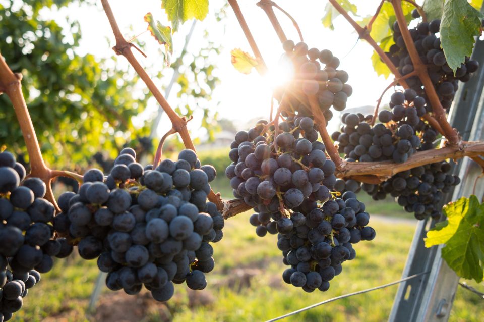 From Naples: Wine Tasting Tour on Vesuvius Slopes With Lunch - Minimum Participants