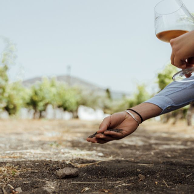 From Naples: Wine Tasting Tour on Vesuvius Slopes With Lunch - Cancellation Policy