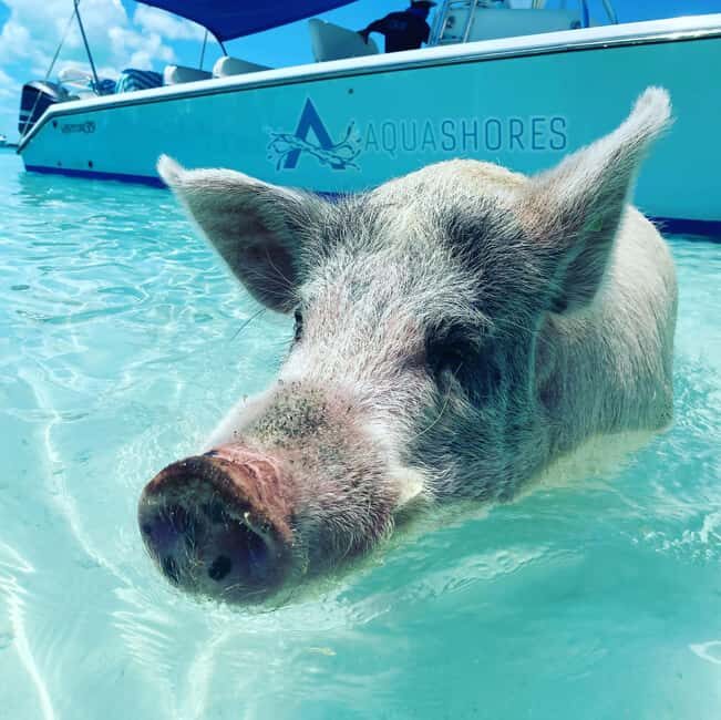 From Nassau: Exuma Powerboat Tour and Pig Beach with Lunch - Key Points