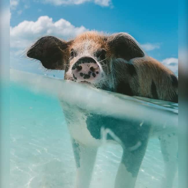 From Nassau: Swim with Pigs Safari - Why This Tour Might Be Perfect for You