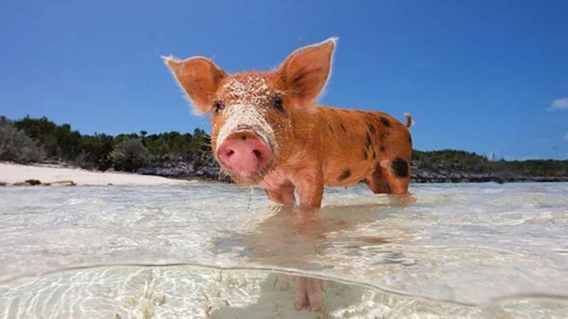 From Nassau: Swim with Pigs Safari - FAQ