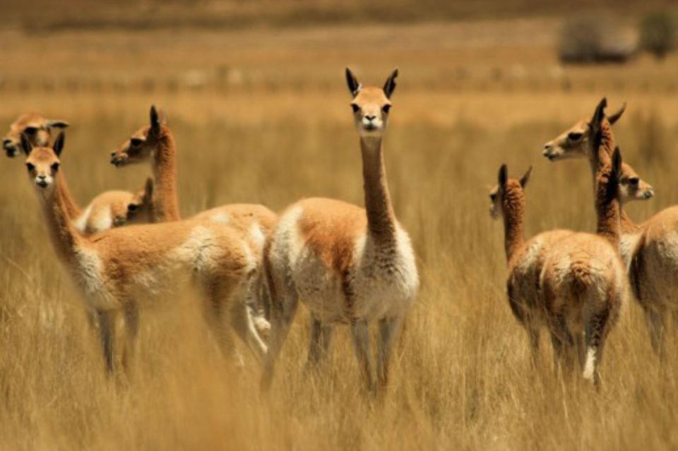 From Nazca || Excursion to Pampa Galeras Barbara DAchille - Key Points