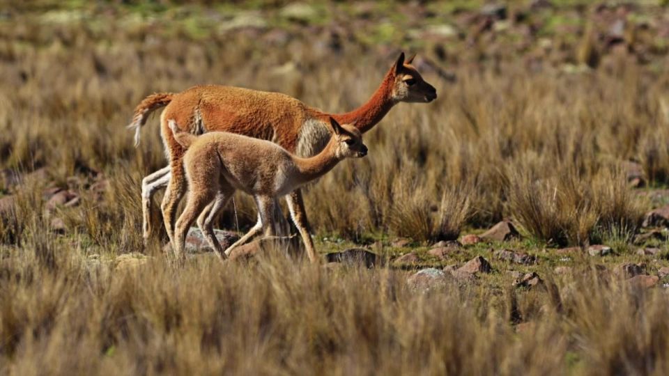 From Nazca || Excursion to Pampa Galeras Barbara DAchille - Itinerary Details
