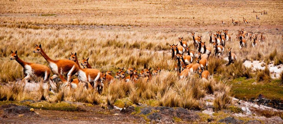 From Nazca || Excursion to Pampa Galeras Barbara DAchille - Wildlife and Flora