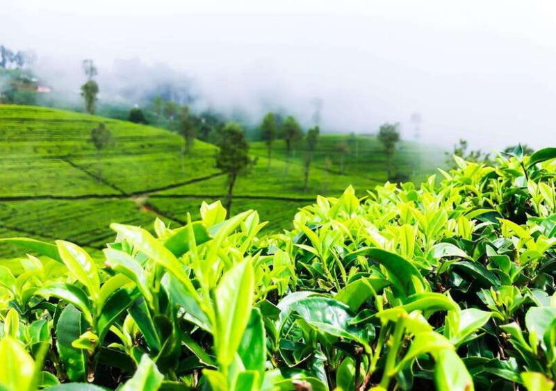 From Negombo: 2-Day Nuwara Eliya, Kandy, & Waterfalls Tour - Key Points