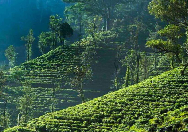 From Negombo: 2-Day Nuwara Eliya, Kandy, & Waterfalls Tour - The Value of This Tour
