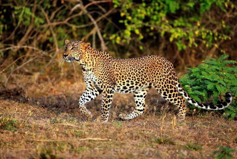 From Negombo: 2-Day Tour to Ella with Safari at Yala Park - Highlights of the Itinerary