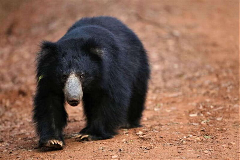 From Negombo: 2-Day Tour to Ella with Safari at Yala Park - The Final Stretch: Ella