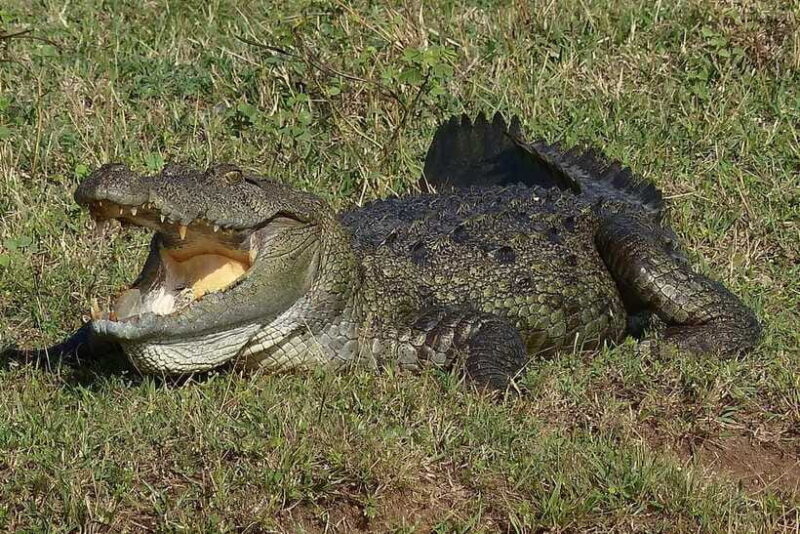 From Negombo: 2-Day Tour to Ella with Safari at Yala Park - What’s Included and What to Budget For
